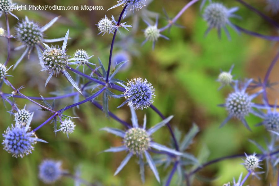 Dandelion, Flower, Plant, Apiaceae, Blossom, Flora, Aster