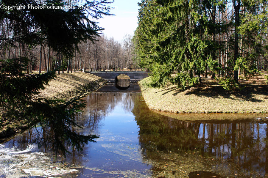 Canal, Outdoors, River, Water, Conifer, Plant, Tree