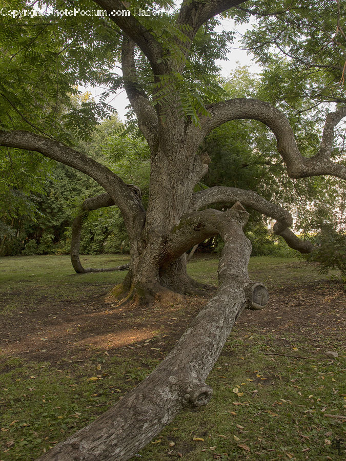 Oak, Tree, Wood, Forest, Grove, Land, Conifer