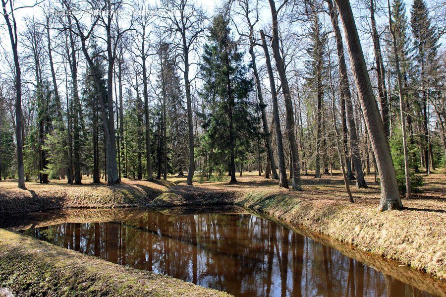 Forest, Grove, Land, Marsh, Outdoors, Swamp, Water