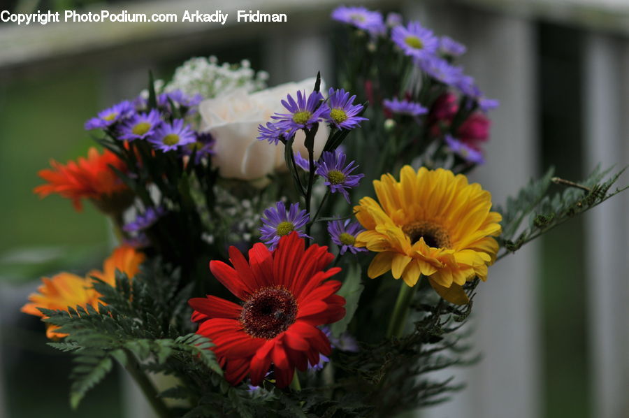 Flower, Flower Arrangement, Flower Bouquet, Aster, Blossom, Plant, Flora