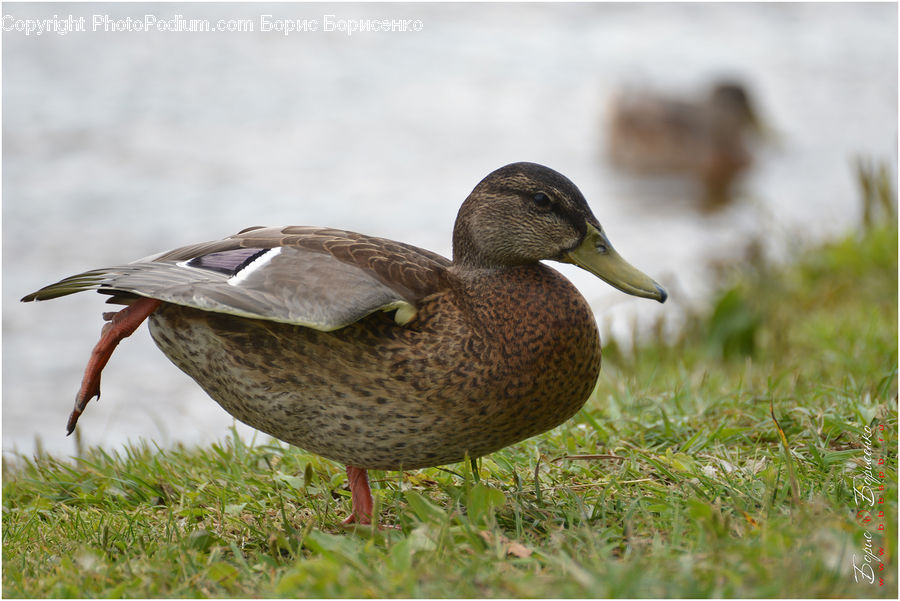 Bird, Duck, Teal, Waterfowl, Beak, Goose, Head