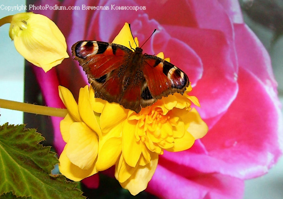 Bee, Insect, Invertebrate, Algae, Blossom, Flora, Flower