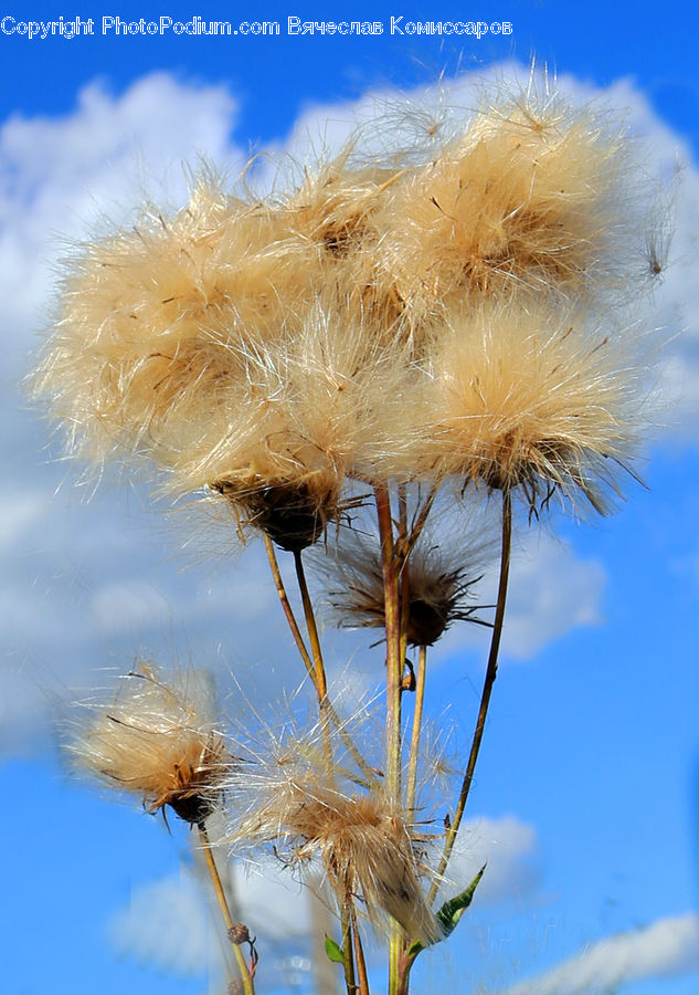 Dandelion, Flower, Plant, Grass, Reed, Grain, Wheat