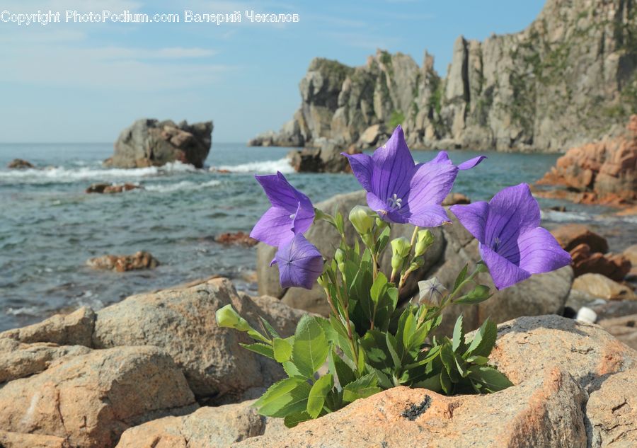 People, Person, Human, Fossil, Rock, Blossom, Flora