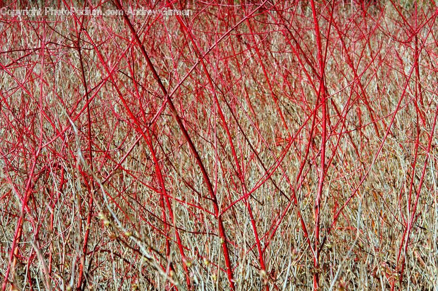 Birch, Tree, Wood, Blossom, Flora, Flower, Plant