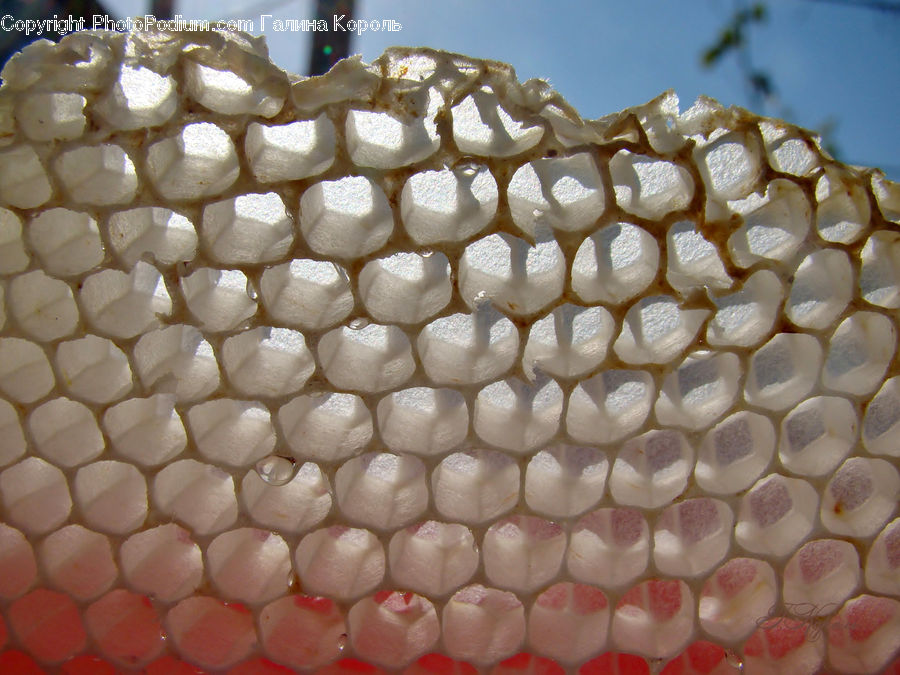 Honey, Honeycomb, Garlic, Plant