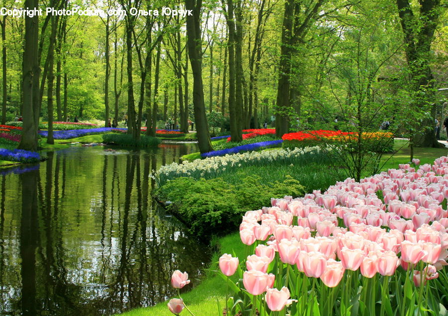 Blossom, Flora, Flower, Plant, Tulip, Garden, Forest