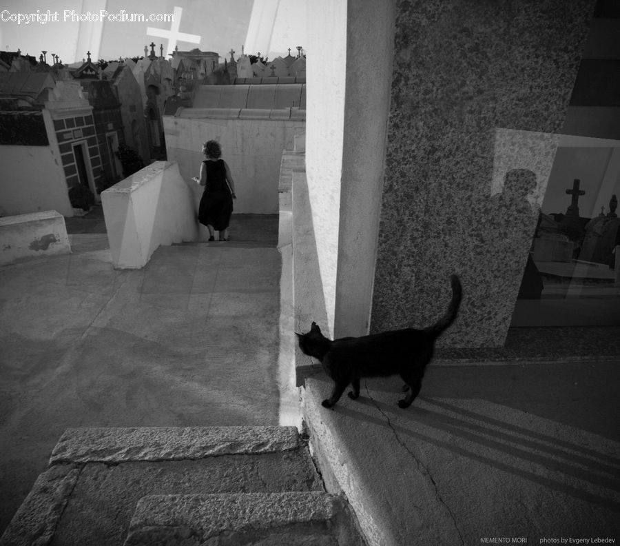 Alley, Alleyway, Road, Street, Town, Animal, Adorable