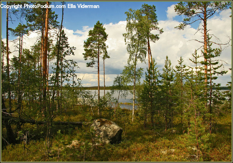 Conifer, Fir, Plant, Tree, Rock, Moss, Lake