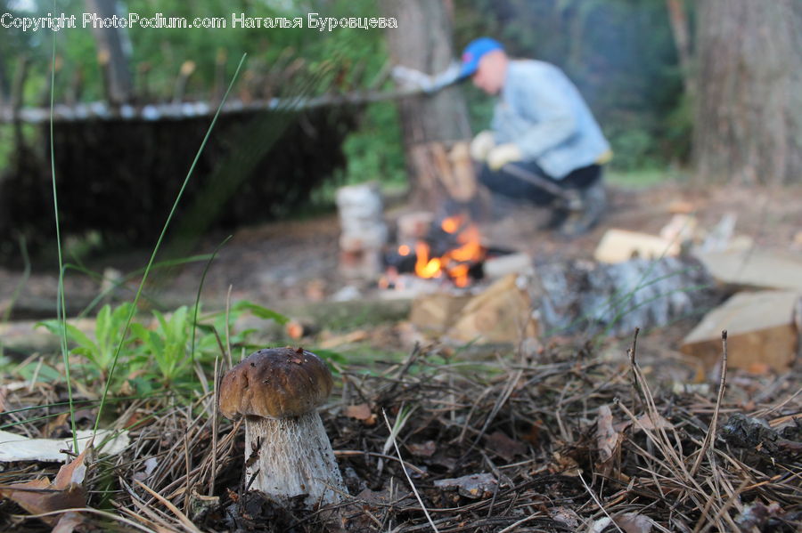 Agaric, Amanita, Fungus, Mushroom, Plant, People, Person