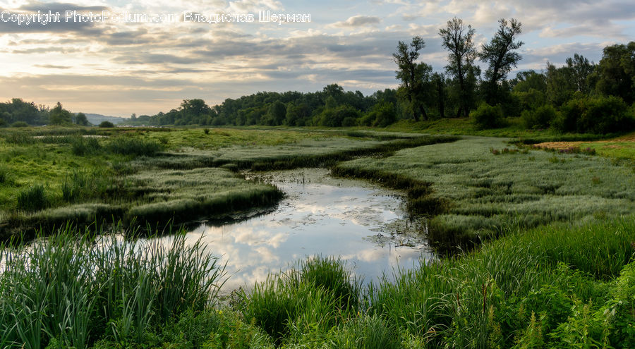 Land, Marsh, Pond, Swamp, Water, Field, Grass