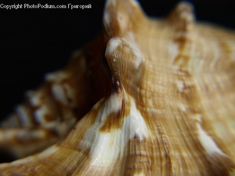 Conch, Invertebrate, Sea Life, Seashell