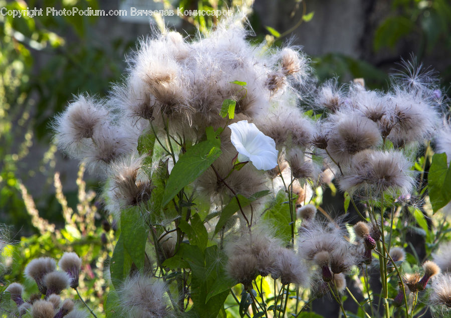 Blossom, Flora, Flower, Plant, Thistle, Weed, Lilac