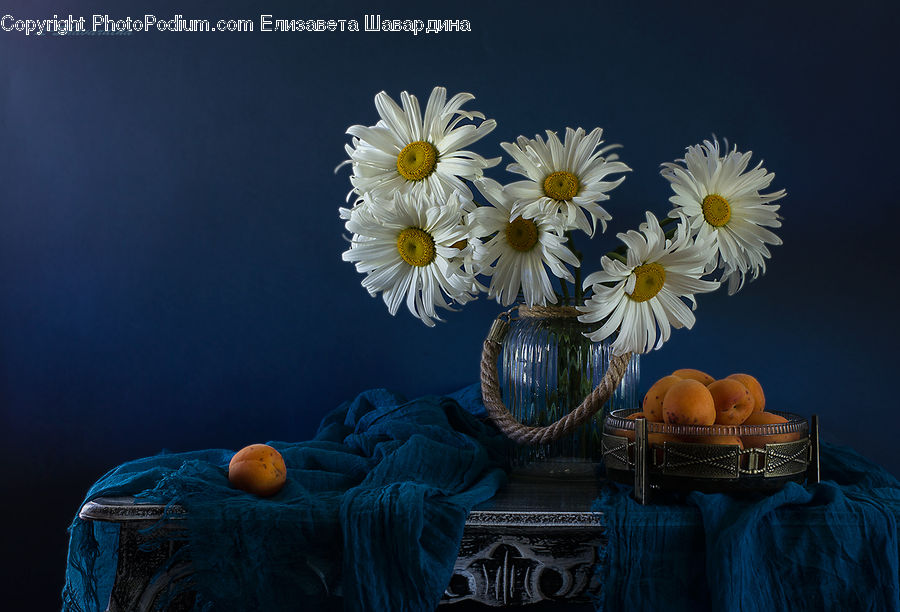Daisies, Daisy, Flower, Plant, Pumpkin, Squash, Vegetable