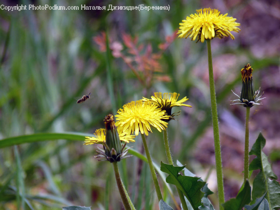 Dandelion, Flower, Plant, Asteraceae, Blossom, Flora, Bee