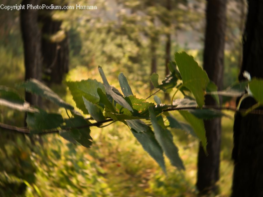 Forest, Vegetation, Blossom, Flora, Flower, Plant, Conifer
