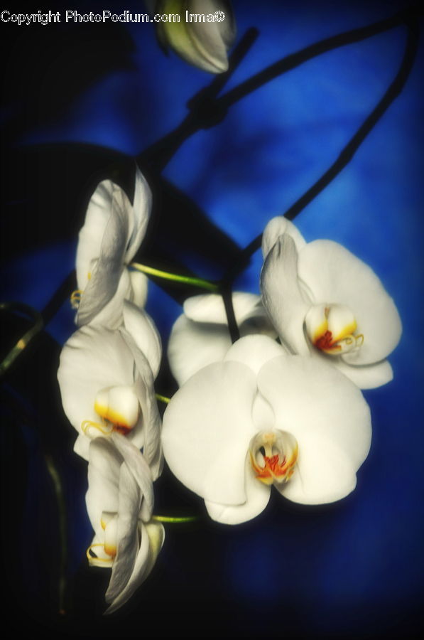 Blossom, Flora, Flower, Plant, Crocus, Geranium, Cherry Blossom