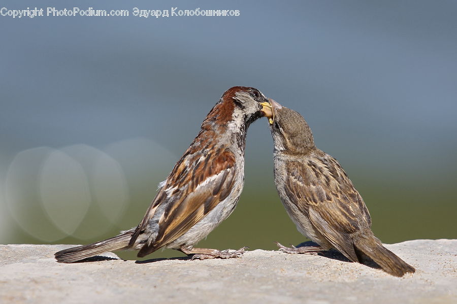 Bird, Hawk, Buzzard, Harrier, Vulture, Beak, Sparrow