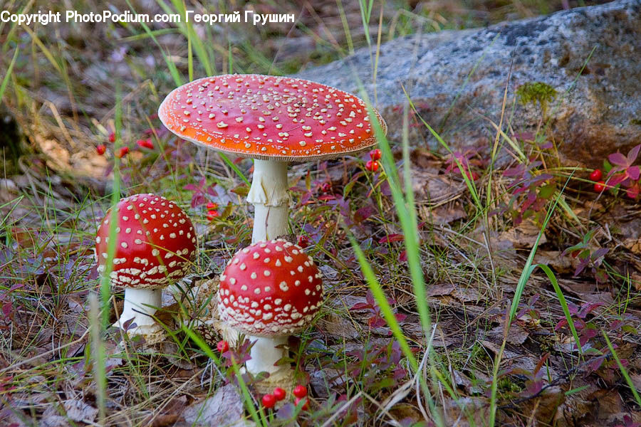 Agaric, Amanita, Fungus, Mushroom, Plant, Potted Plant, Apiaceae