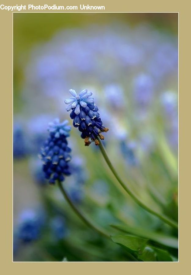 Blossom, Flora, Flower, Plant, Lupin, Lavender, Pollen