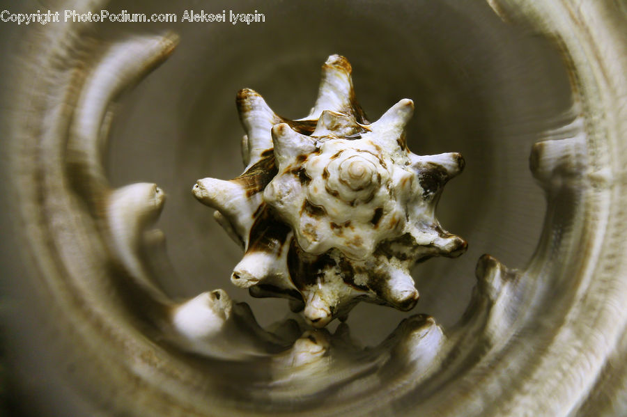 Conch, Invertebrate, Sea Life, Seashell, Emblem, Logo, Produce