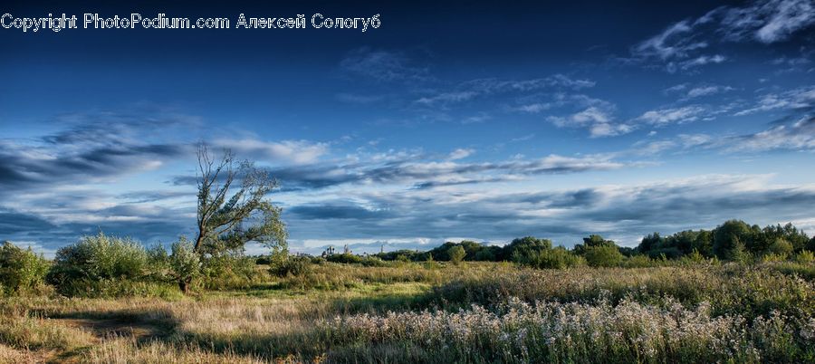 Field, Grass, Grassland, Land, Outdoors, Plant, Landscape