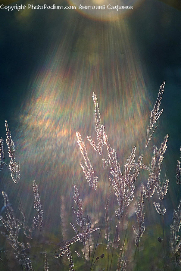 Field, Grass, Grassland, Plant, Flare, Light, Sunlight