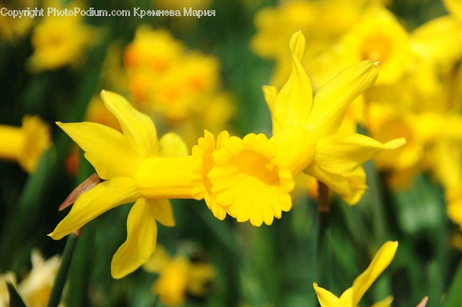 Blossom, Daffodil, Flora, Flower, Plant