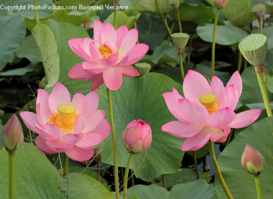 Flower, Lily, Plant, Pond Lily, Blossom, Flora, Petal