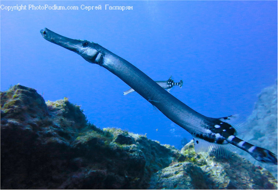 Eel, Fish, Sea Life, Outdoors, Sea, Water