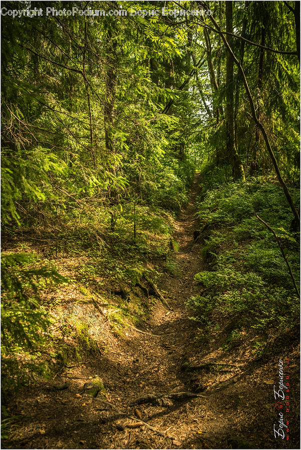 Forest, Vegetation, Dirt Road, Gravel, Road, Grove, Land