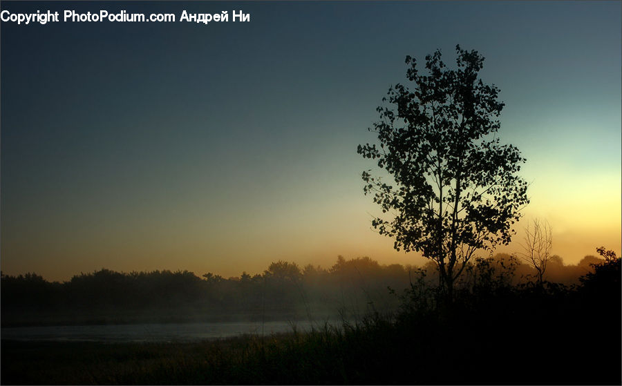 Oak, Tree, Wood, Plant, Dawn, Dusk, Red Sky