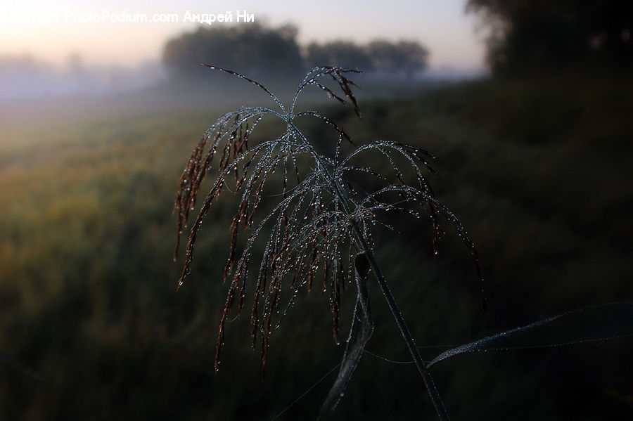 Field, Grass, Grassland, Plant, Conifer, Fir, Tree