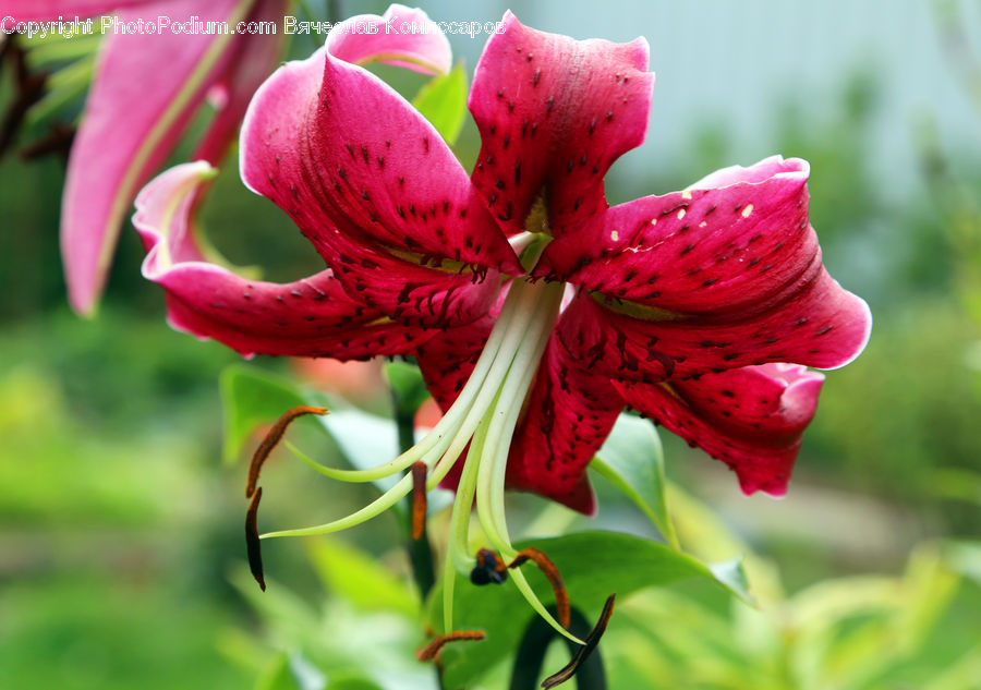Blossom, Flora, Flower, Geranium, Plant, Lily, Gladiolus
