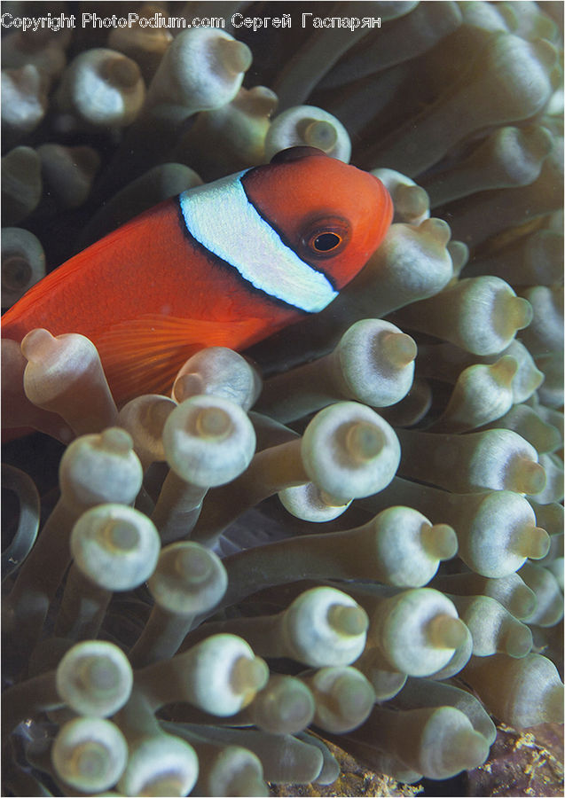 Fish, Sea Life, Coral Reef, Outdoors, Reef, Sea, Water