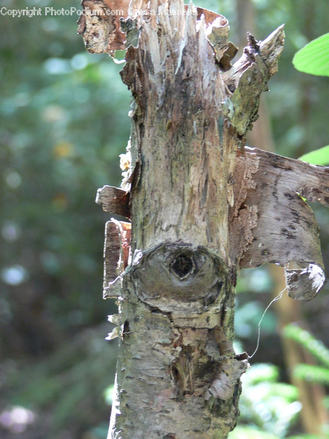 Birch, Tree, Wood, Iguana, Lizard, Reptile, Bird