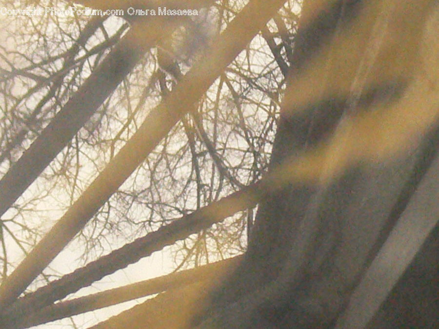 Curtain, Window, Window Shade, Flare, Light, Sunlight, Forest