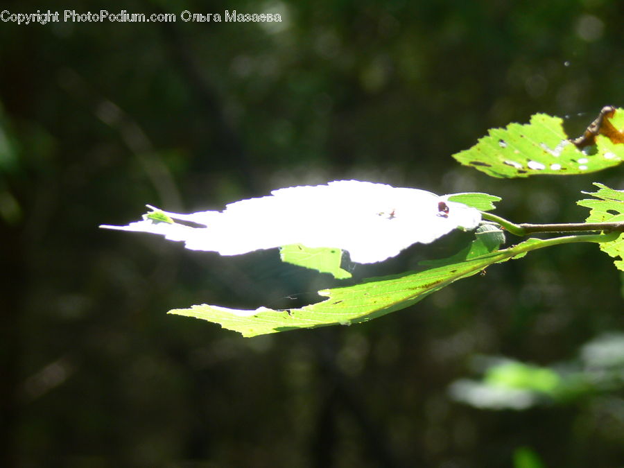 Plant, Insect, Invertebrate, Flare, Light, Sunlight, Aphid