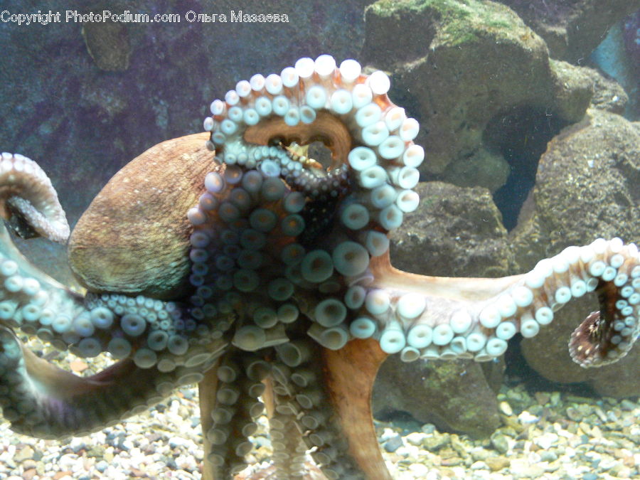 Invertebrate, Octopus, Sea Life, Coral Reef, Outdoors, Reef, Sea