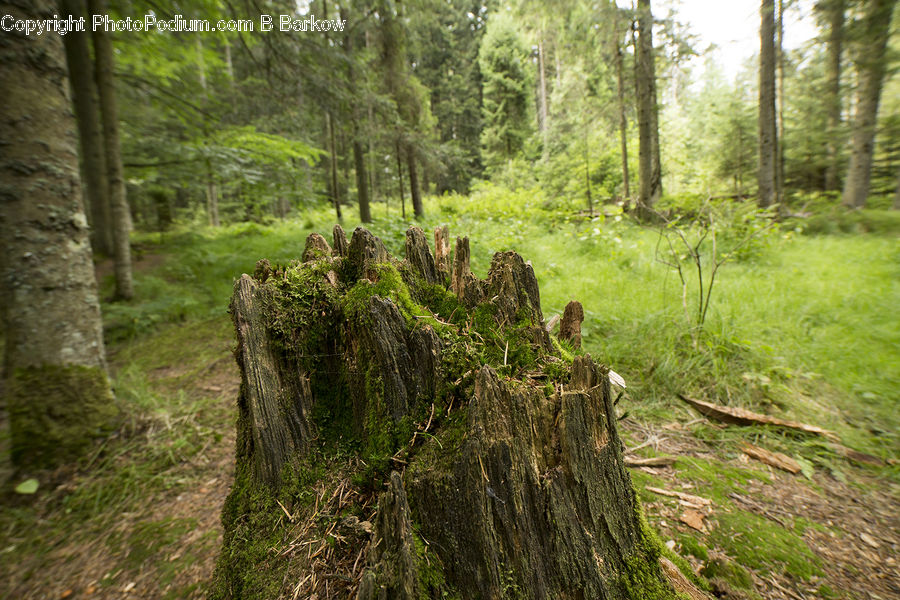 Tree Stump, Forest, Vegetation, Conifer, Fir, Plant, Tree