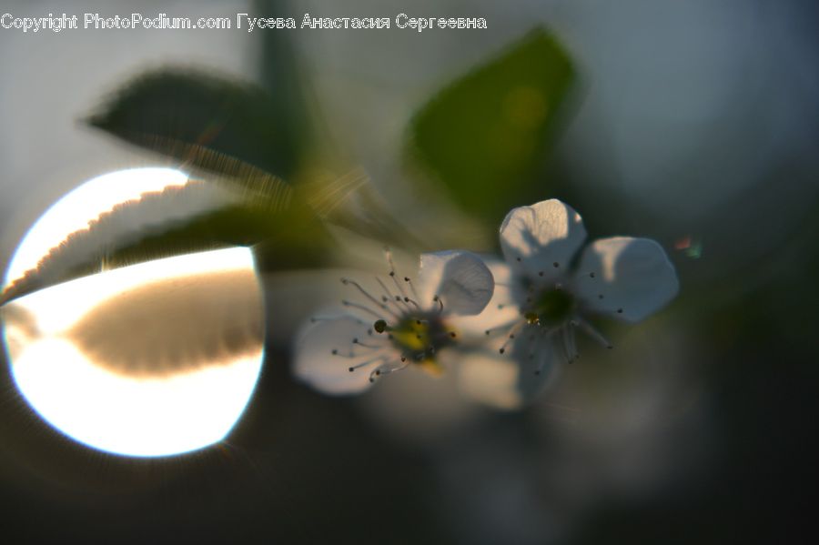 Blossom, Flora, Flower, Plant, Weed, Anther, Petal
