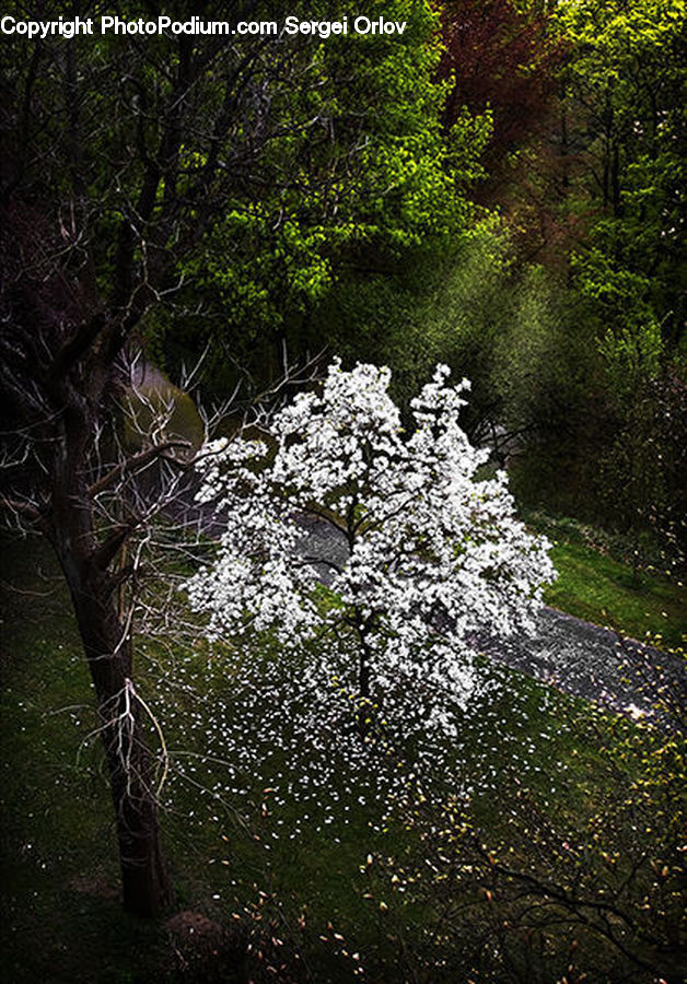 Bush, Plant, Vegetation, Blossom, Flora, Flower, Forest