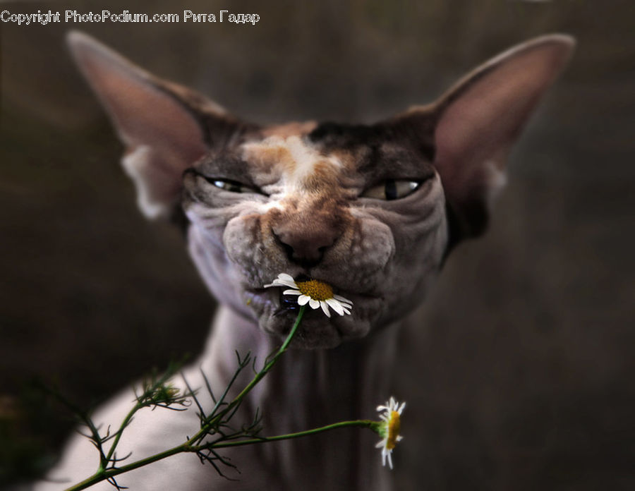 Abyssinian, Animal, Cat, Mammal, Pet, Head, Portrait