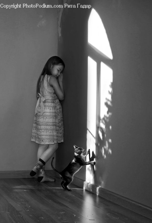 People, Person, Human, Abyssinian, Animal, Cat, Mammal