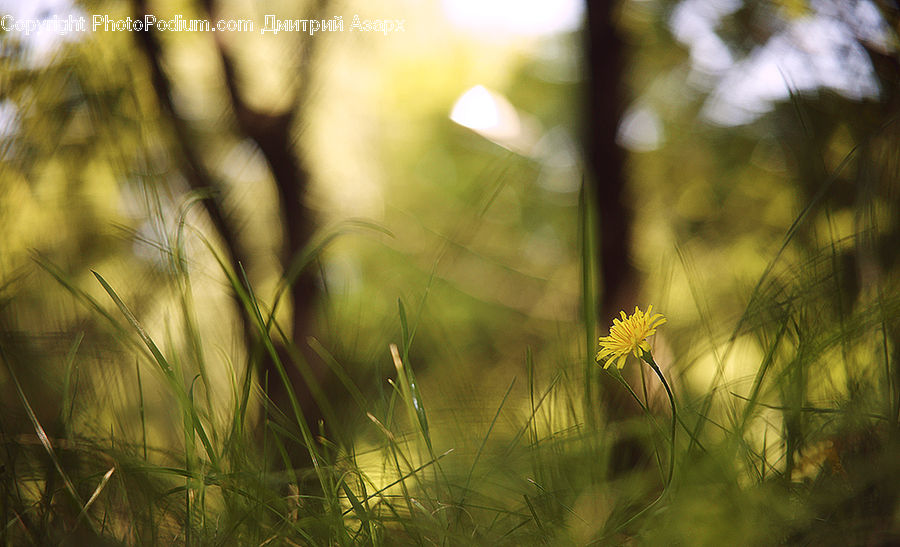 Field, Grass, Grassland, Plant, Cosmos, Asteraceae, Blossom