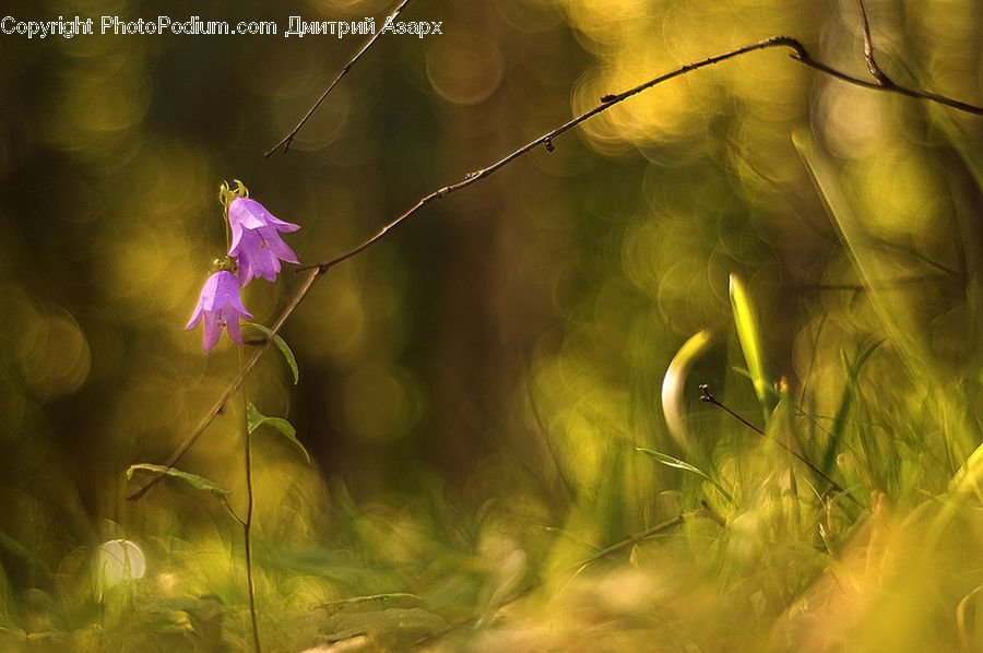 Moss, Plant, Flora, Flower, Gladiolus, Aquilegia, Blossom