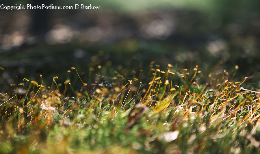 Field, Grass, Grassland, Plant, Moss, Blossom, Flora