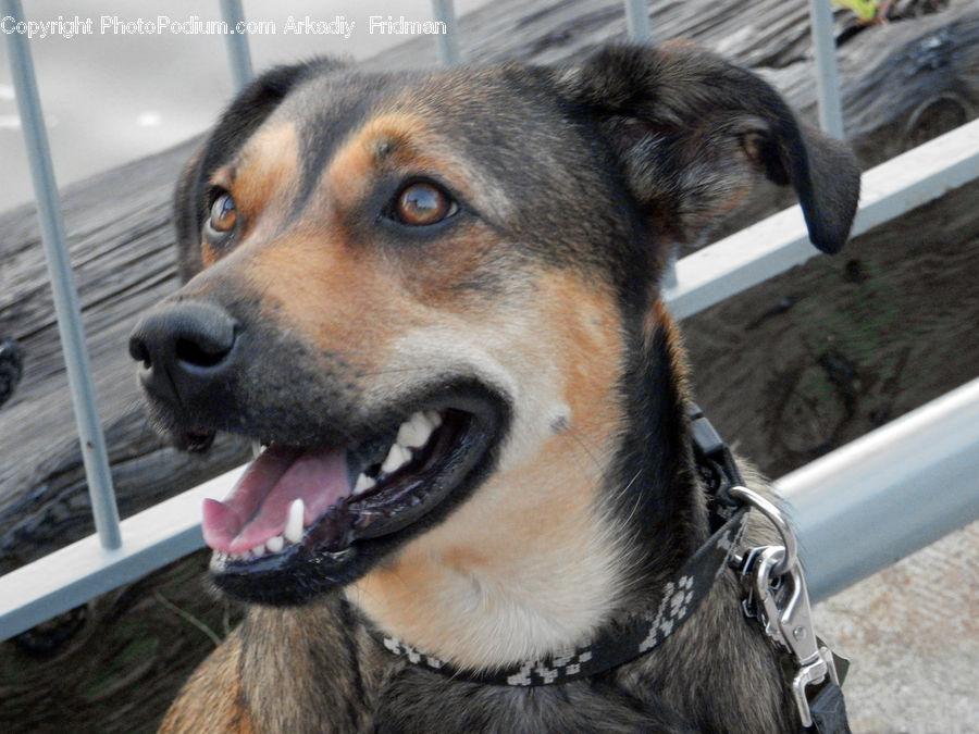 Animal, Canine, Dog, Husky, Mammal, Pet, Collie