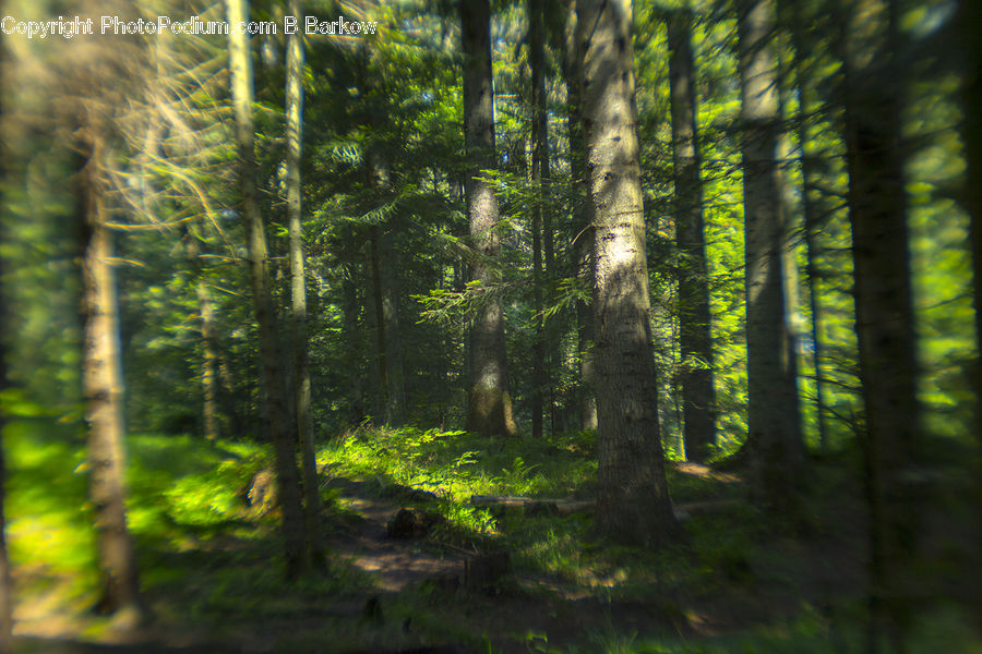 Forest, Vegetation, Grove, Land, Conifer, Fir, Plant